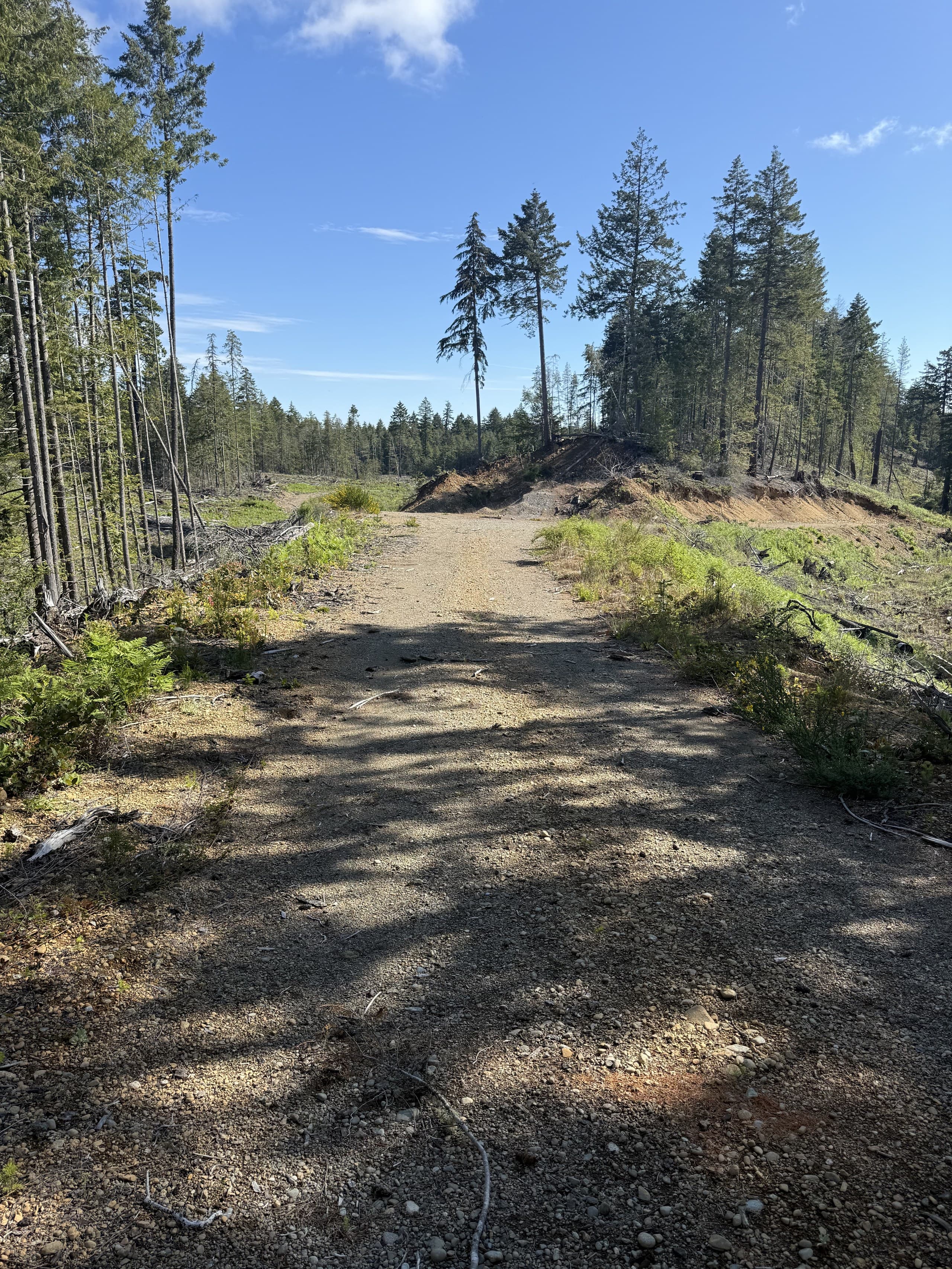 Gravel resource road through second-growth forest with a cleared block beyond