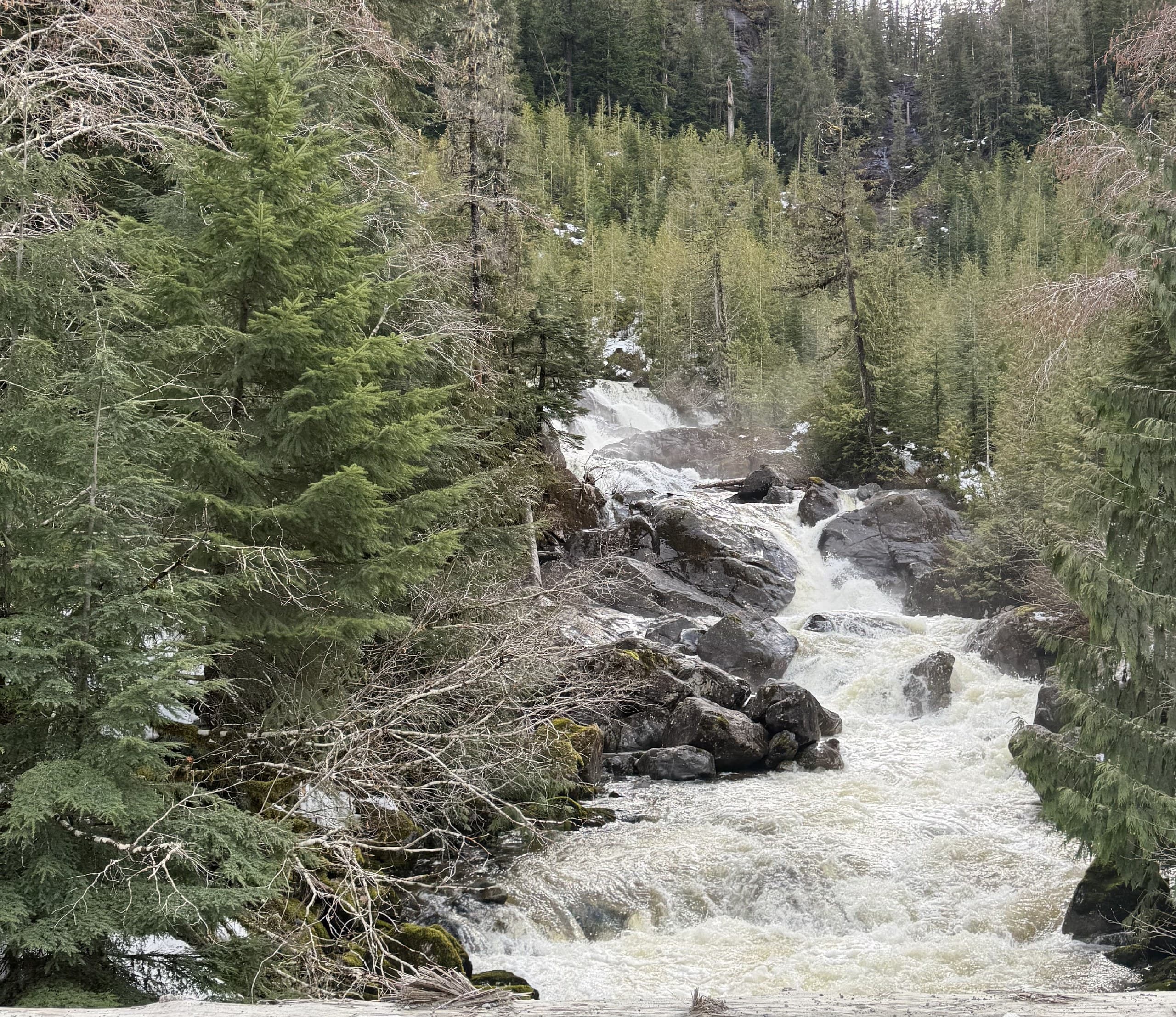 Whitewater rapids cutting through dense coastal forest
